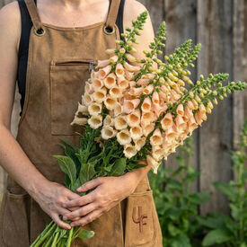 Dalmatian Peach, Digitalis Seeds